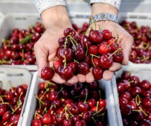 Read more about the article Let these disease-fighting and wellness benefits excite you to have another bowl of sweet cherries