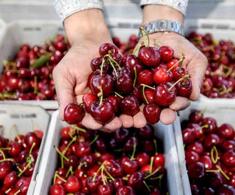Let these disease-fighting and wellness benefits excite you to have another bowl of sweet cherries