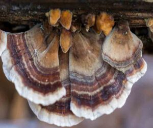 Read more about the article Wonder Mushroom: The Top 10 Health Benefits of Turkey Tail Mushroom