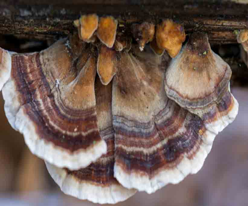 Wonder Mushroom: The Top 10 Health Benefits of Turkey Tail Mushroom